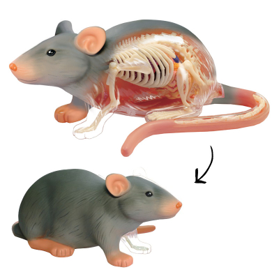 SPARKYS - 4D Model Anatomie - Krysa