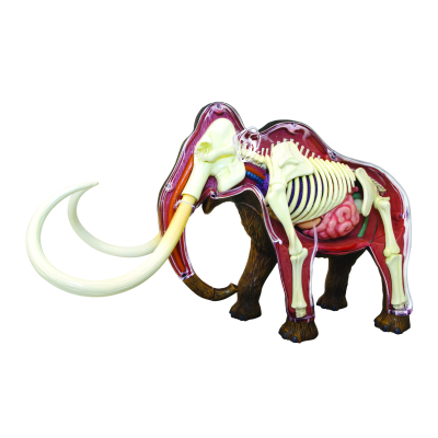 SPARKYS - 4D Model Anatomie - Mamut