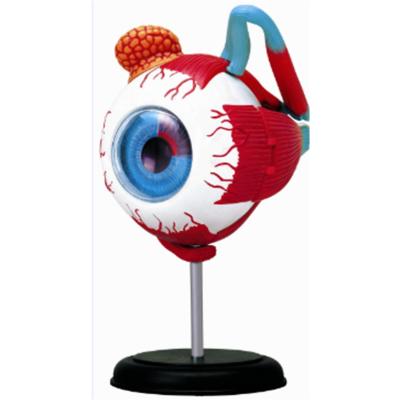 SPARKYS - Anatomie člověka - oko