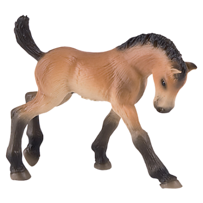 Trakehner hříbě