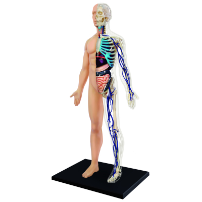 Anatomie člověka - 1/2 těla 15