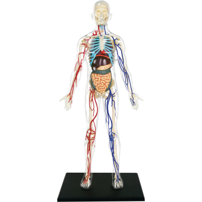 Anatomie člověka - Transparentní tělo 15